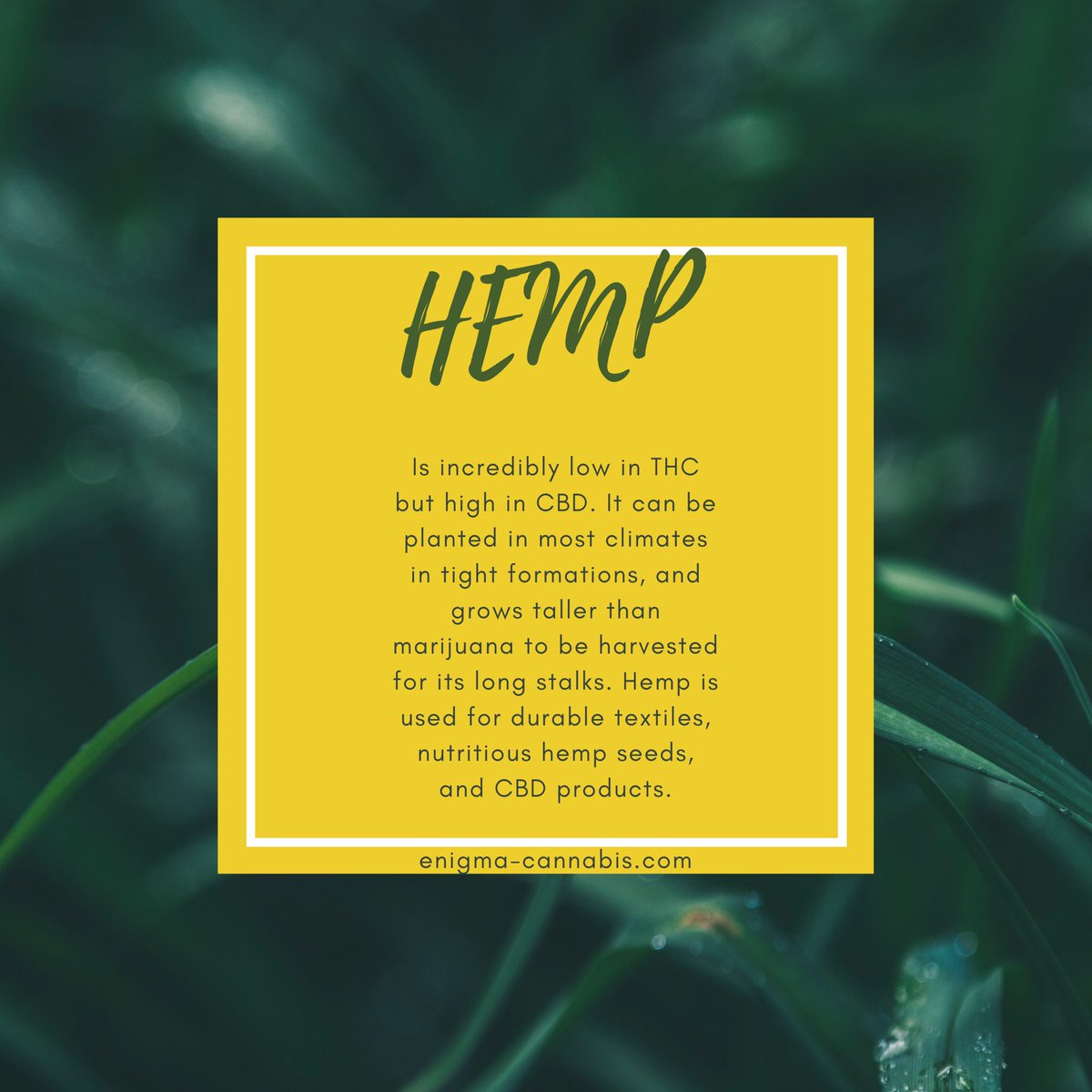 EnigmaCannabis's tweet photo. It’s key to understand the difference between HEMP and MARIJUANA as they come from the same family but produce different benefits and have their own characteristics.

#hempvsmarijuana #hempproducts #cbdbenefits #Hemp #cbd  #hempheals #cbdwellness #cbdproducts #hempcbd #cbd https://t.co/CmscN04onc