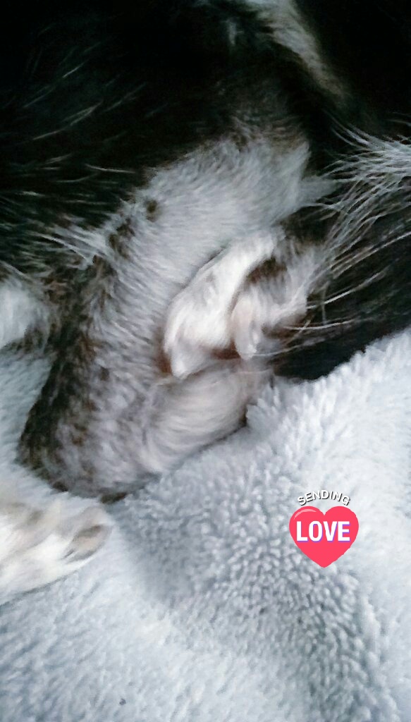 ffpaws's tweet image. #PawzInPawrayer #ForDash #PassMeAroundtheWorldForDash