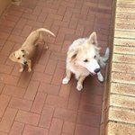 Photo by Mtwesi.Viwe.MD (@dog_oculus)