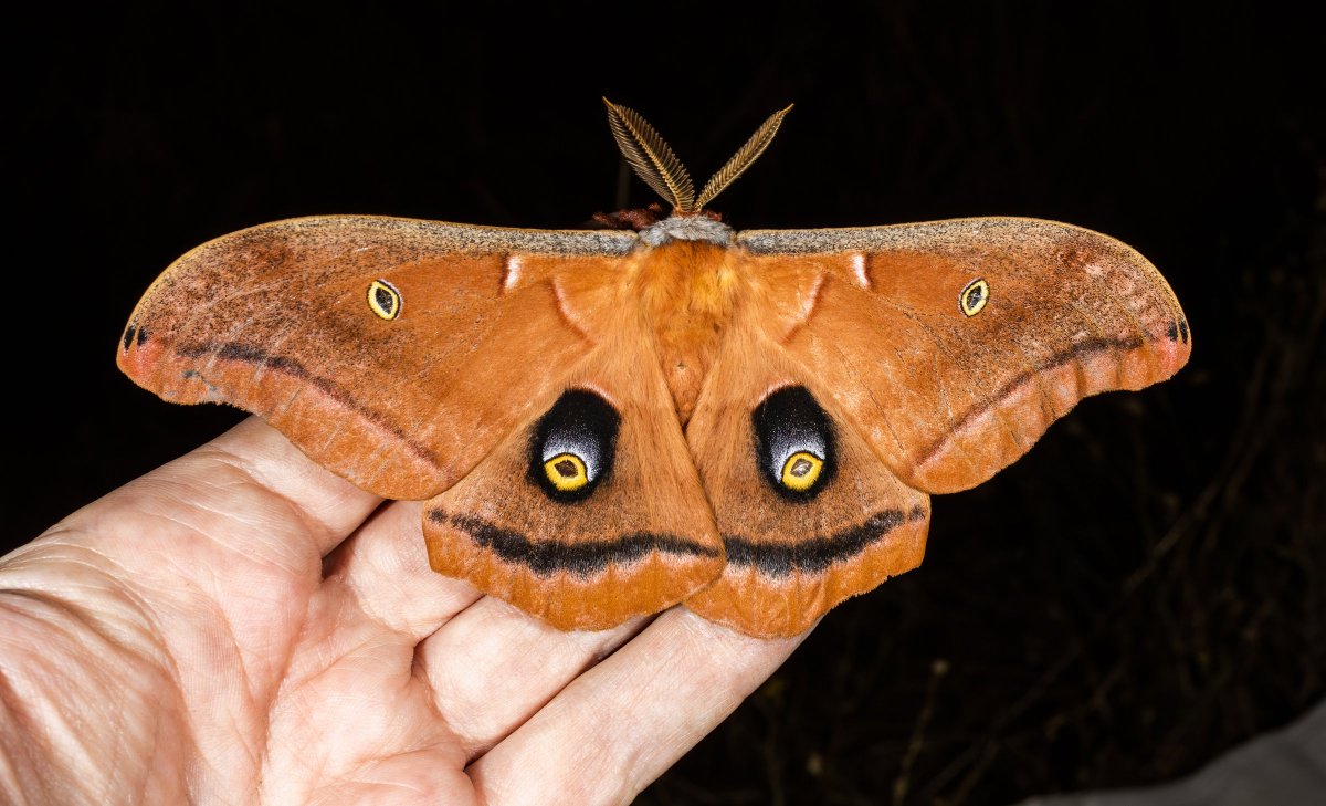 heinrich_lab's tweet photo. How to deal with COVID-trauma-induced insomnia:  get to know your local night creatures.  (Here: Polyphemus moth, Columbian black-tailed deer, Coyote, Giant crab spider.) https://t.co/Jte9yaqQpQ