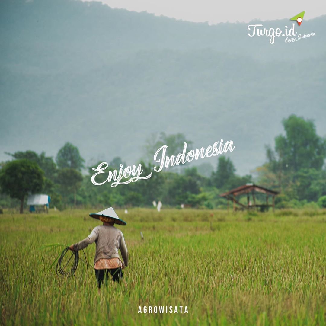 IdTurgo's tweet photo. Dari Kendari, untuk menikmati hamparan sawah cukup bergerak ke arah barat sekitar 25 km. Hamparan sawah puluhan hektar bisa ditemui di Kelurahan Ranomeeto, Kecamatan Ranomeeto, Kabupaten Konawe Selatan, Provinsi Sulawesi Tenggara.
 #wisataindonesia #wisatakendari #sawahranomeeto https://t.co/rmZ4SURarM
