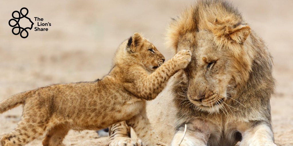 #WorldLionDay

Although #lions are fierce, they need our help. 100 years ago, more than 200,000 wild lions were living in Africa. Today there are only around 20,000. The scale of loss is unimaginable.

But there's still time.

You can help: Ask brands you love to join #LionsShare