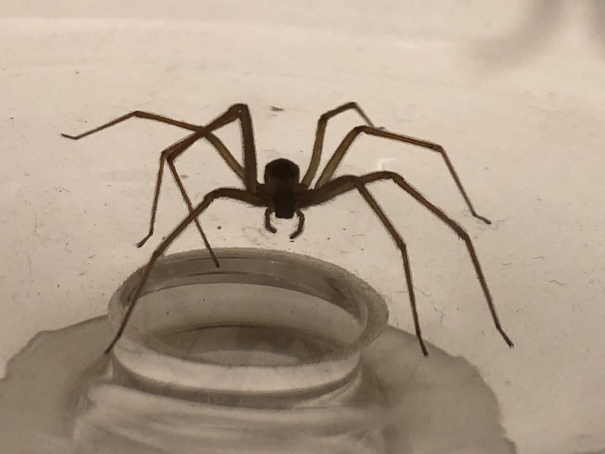nycnorton's tweet photo. @RecluseOrNot Hi @RecluseOrNot , this little being was found in our basement bathroom tonight. Alive and well, I released it to the street outside. We live in downtown Manhattan, NYC. We had a confirmed (by you) recluse in our basement before. Is this yet another?? https://t.co/HMWon3ED8G
