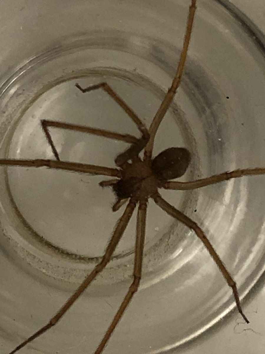 nycnorton's tweet photo. @RecluseOrNot Hi @RecluseOrNot , this little being was found in our basement bathroom tonight. Alive and well, I released it to the street outside. We live in downtown Manhattan, NYC. We had a confirmed (by you) recluse in our basement before. Is this yet another?? https://t.co/HMWon3ED8G