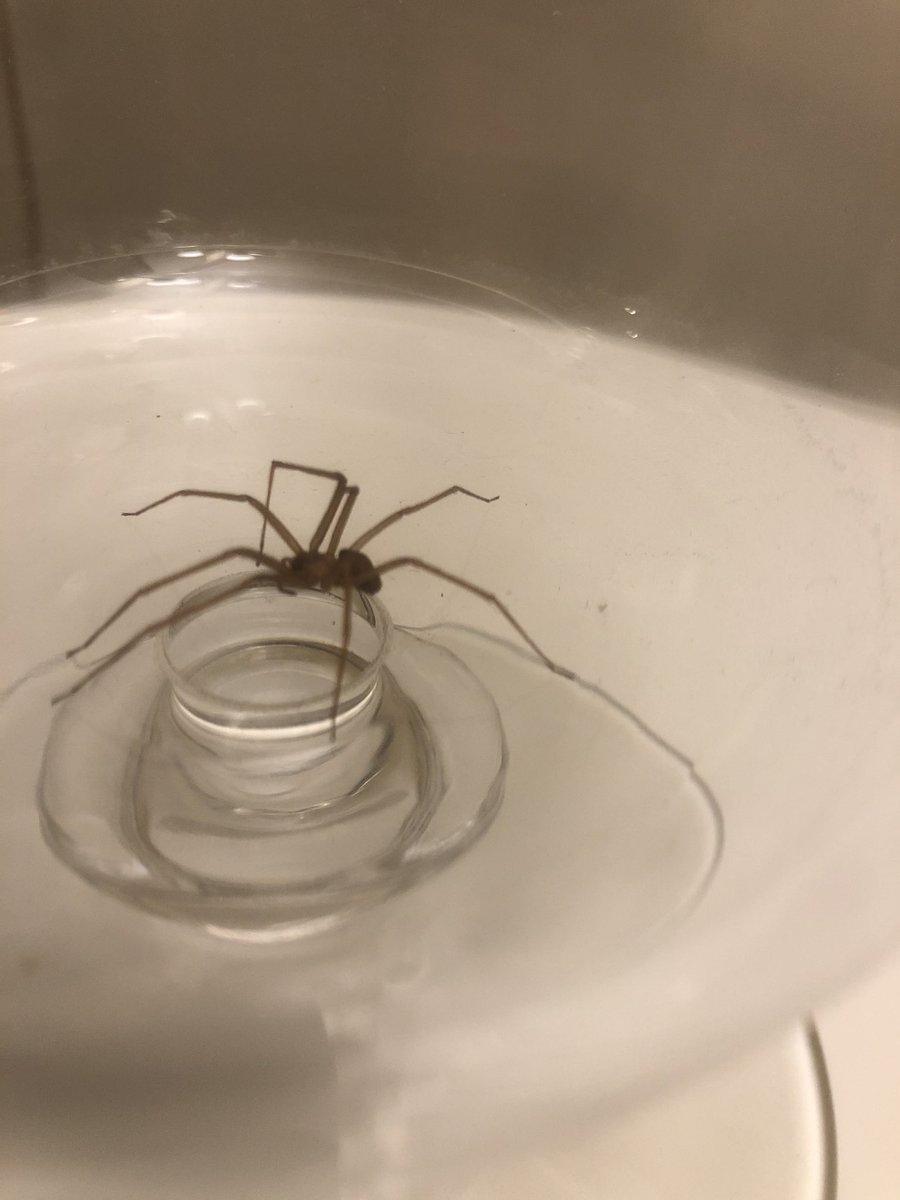 nycnorton's tweet photo. @RecluseOrNot Hi @RecluseOrNot , this little being was found in our basement bathroom tonight. Alive and well, I released it to the street outside. We live in downtown Manhattan, NYC. We had a confirmed (by you) recluse in our basement before. Is this yet another?? https://t.co/HMWon3ED8G