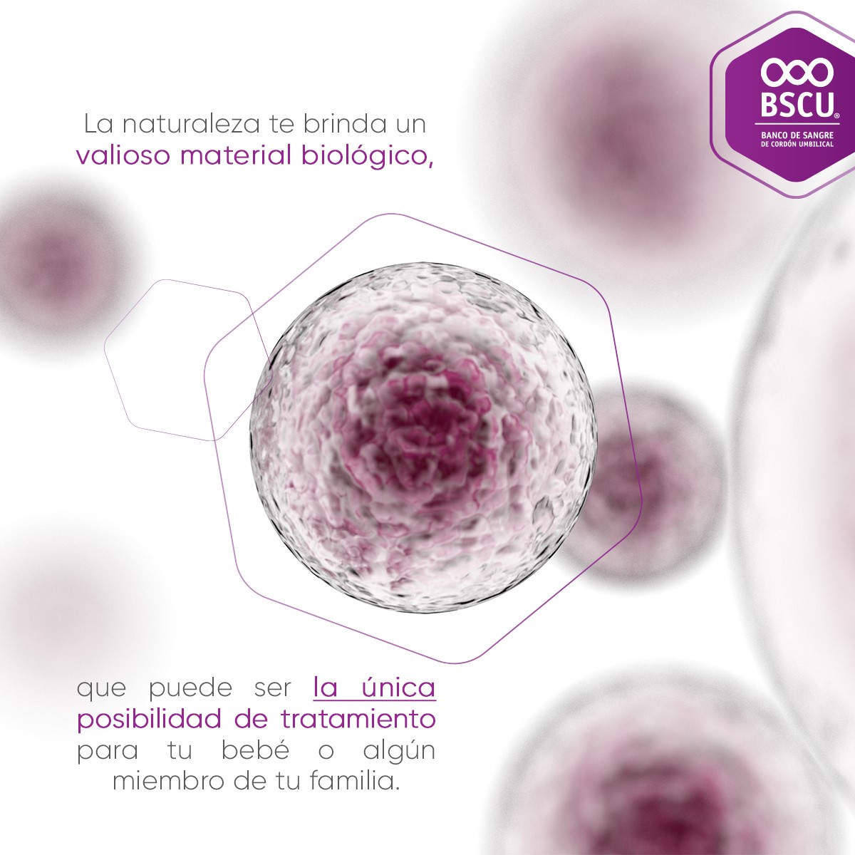 BSCUMEX's tweet photo. El tejido del cordón umbilical de tu bebé tiene un alto potencial para tratar diferentes enfermedades, en este se encuentran las células madre. Estas han sido utilizadas en más de 40 mil trasplantes alrededor del mundo. https://t.co/8nWI5eodHy