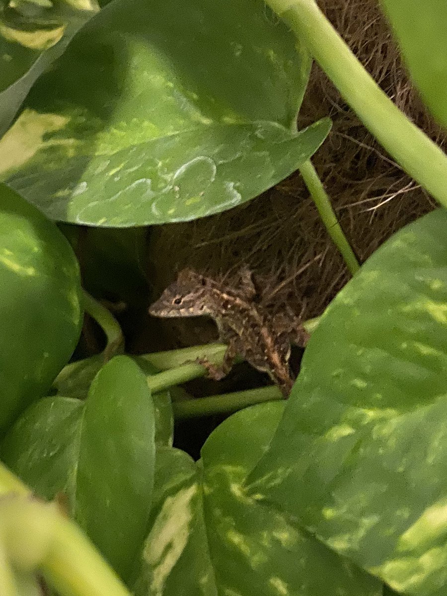 Coach_Forrest's tweet photo. Lots going on this evening in @palmcoastgov Little Buddies are out and about ready to #TakeEverything What a great place to call home!#WhyLiveAnywhereElse https://t.co/e5iAJzX67P