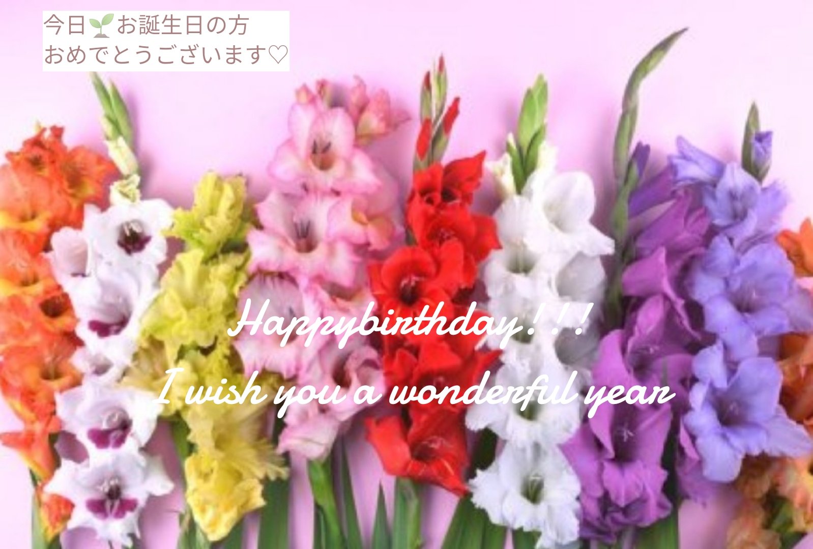 Joze Mama 8月11日の誕生日花と花言葉 グラジオラス 花言葉 密会 用心 ラテン語で 小さな剣 を意味し 剣状葉であることから名づけられました 一般的にグラジオラスといった場合は 夏咲きのことを指し 春咲きとは区別することが多いです Joze Mama 8月11日の誕生日花と花言葉 グラジオラス 花言葉 密会 用心 ラテン語で 小さな剣 を意味し 剣状葉であることから名づけられました 一般的にグラジオラスといった場合は 夏咲きのことを指し 春咲きとは区別することが多いです
