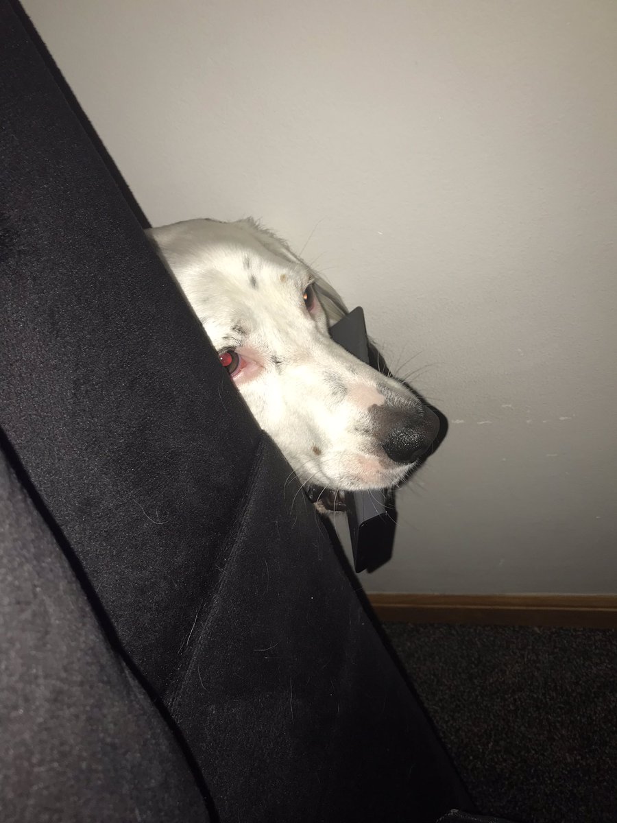 Taylork185's tweet photo. @stevehowey when the dog decided no more shameless binge 🤣 he’s got the remote and is in charge now https://t.co/CvvGZAV393