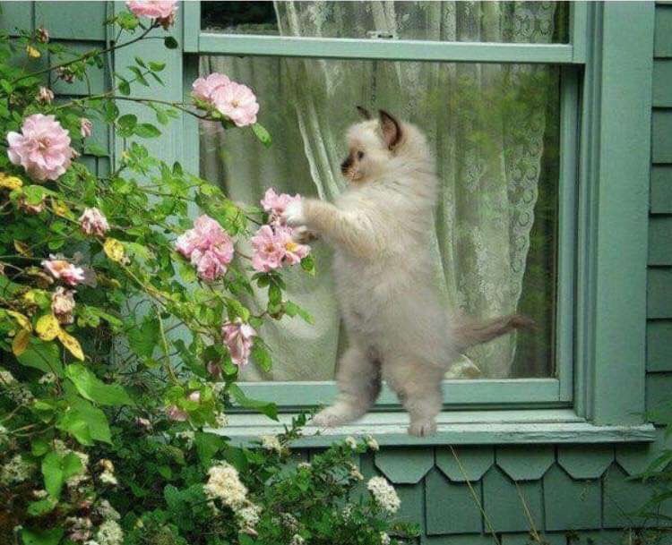 yasmihandayani1's tweet photo. Hello followers how are you, healthy for you ❤️😘😍 https://t.co/J85SVGr2jL