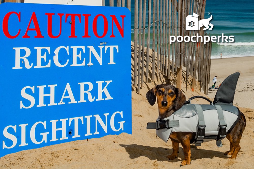 PoochPerks tweet media