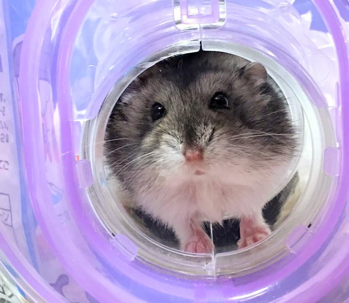 ジャンガリアンのtwitterイラスト検索結果