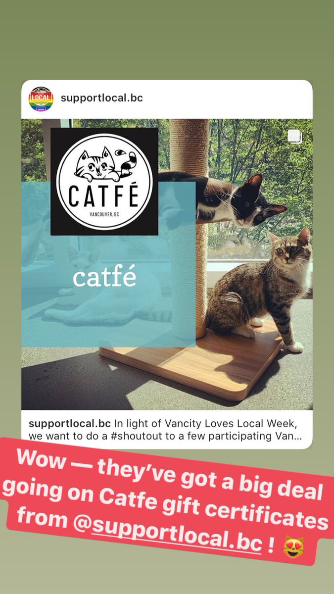 Check out the deal on Catfe and other local business gift certificates at supportlocalbc.com 😻 @SupportLocalBC