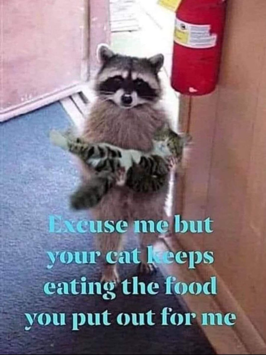 catmama4seniors's tweet photo. 🤣😂🤣😂❤❤❤❤ https://t.co/BLan11Qmpk
