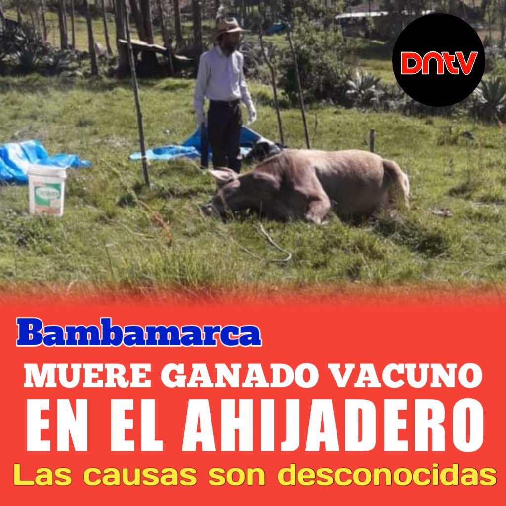 #MUERE_GANADO_VACUNO EN EL AHIJADERO POR CAUSAS DESCONOCIDAS, AUTORIDADES DEL LUGAR PIDEN INTERVENCIÓN DEL #SENASA. 
#Bambamarca_Cajamarca 
Las autoridades  y comuneros del sector el Milagro de la comunidad de Ahijadero. 
Ver más: facebook.com/10573278432493…