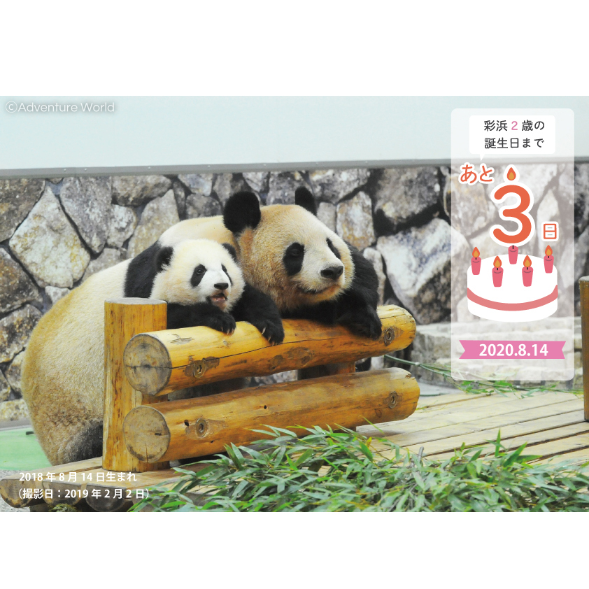 アドベンチャーワールド 公式 彩浜2歳の誕生日まであと3日 体重75gととっても小さく誕生 した 彩浜 現在では66kgにまで増え すくすくと成長中 8月14日 金 に2歳を迎える彩浜に 彩浜2歳おめでとう をつけてみんなでお祝いしませんか アドベンチャーワールド 公式 彩浜2歳の誕生日まであと3日 体重75gととっても小さく誕生 した 彩浜 現在では66kgにまで増え すくすくと成長中 8月14日 金 に2歳を迎える彩浜に 彩浜2歳おめでとう をつけてみんなでお祝いしませんか