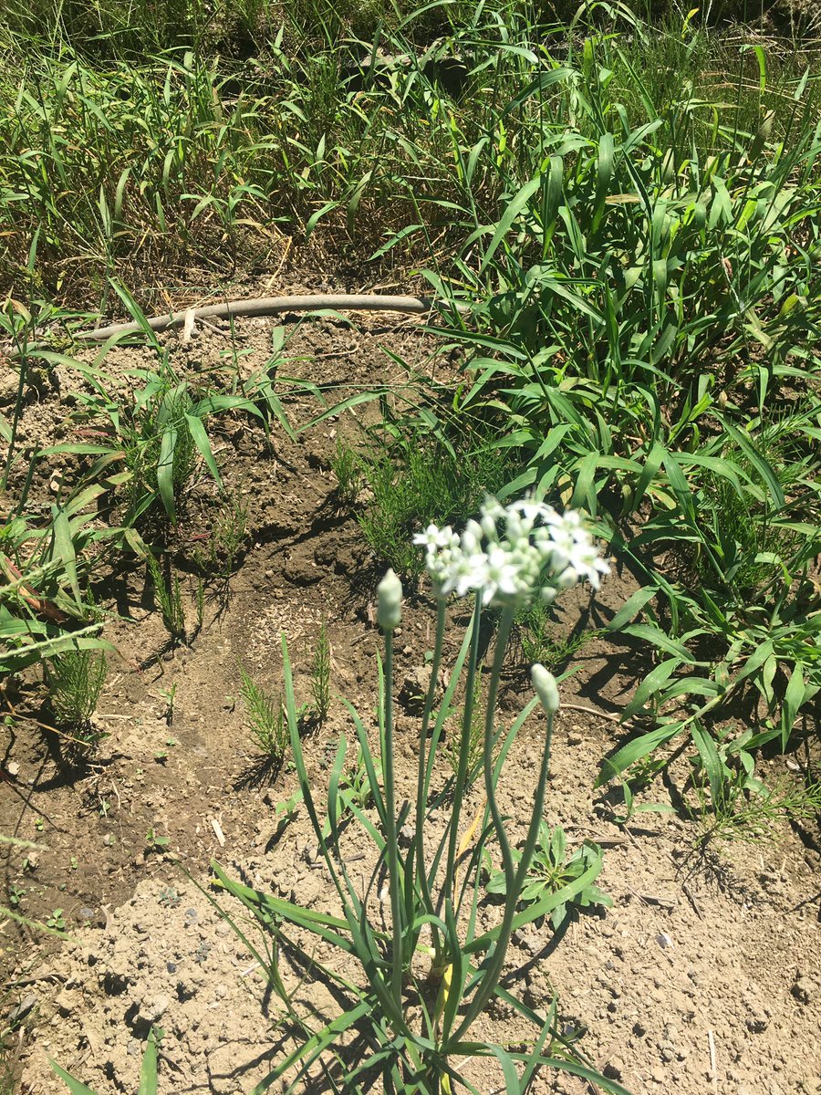 パクチーの花 Hashtaggen Pa Twitter