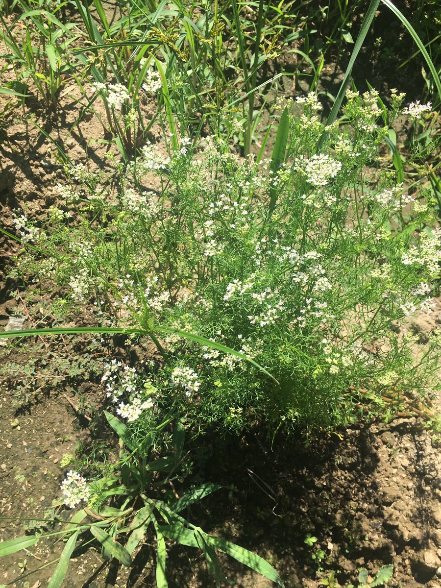 パクチーの花 Hashtaggen Pa Twitter