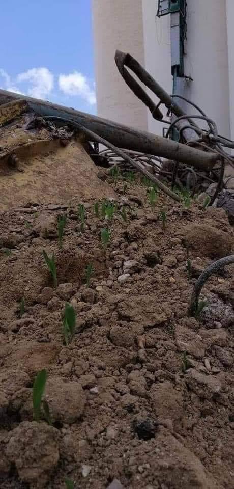 Eleanormkheiber's tweet photo. Beirut will rise again 
#لبنان https://t.co/5uT3E42aoF