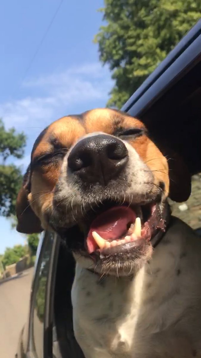 Just to brighten everyone’s morning #dogsoftwitter