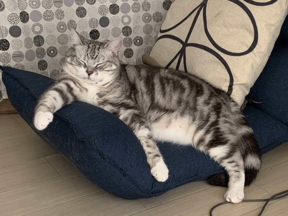 猫がいないと生きていけない