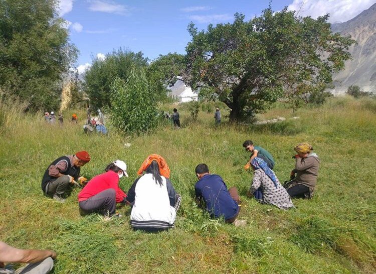 Live_to_rescue's tweet photo. The people of Tertse village, Nubra has volunteered to cut alfalfa fodder for the needy animals under care of live to rescue. Mr Stanzin Nyantak has generously donated the alfalfa fodders. Our deepest gratitude to Mr Nyantak as well as all the villagers  for their contribution. https://t.co/K1EnC0V7uk