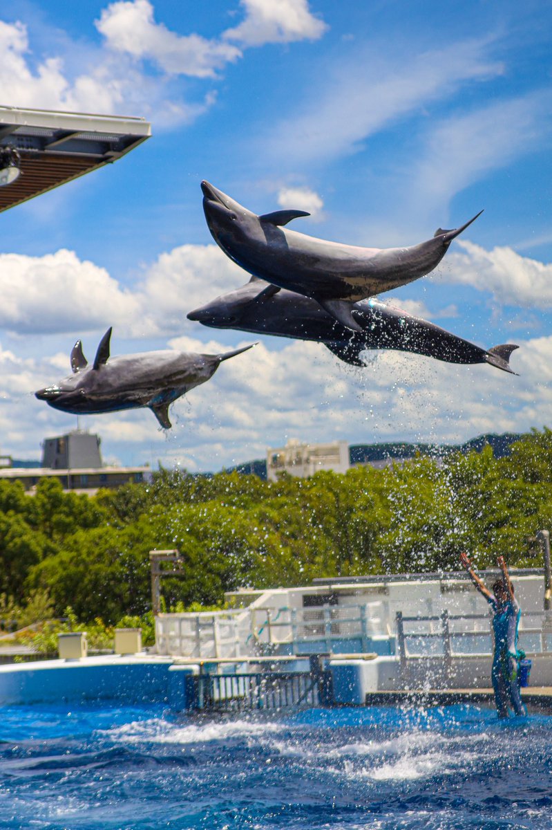 かずやん 810 京都水族館イルカショー 京都水族館 水族館 イルカ イルカ好きな人と繋がりたい