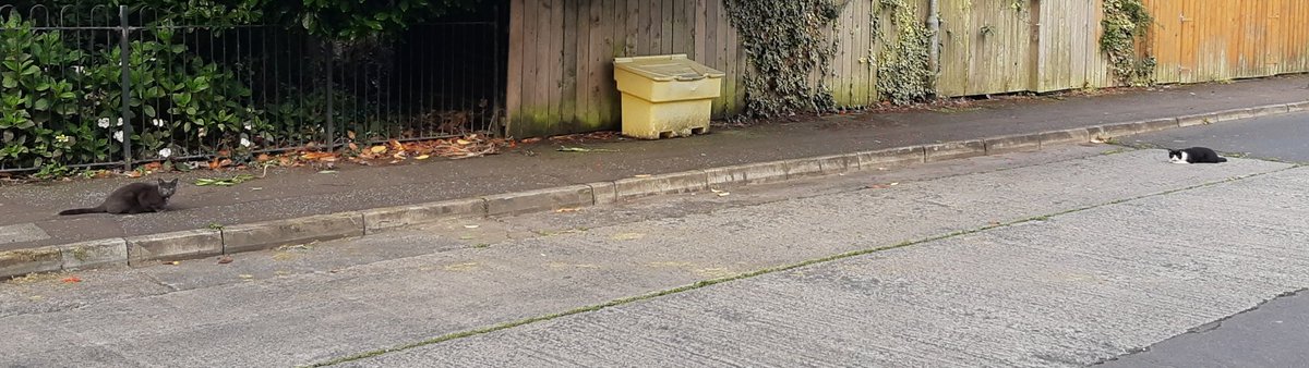 Social distancing at it's finest.