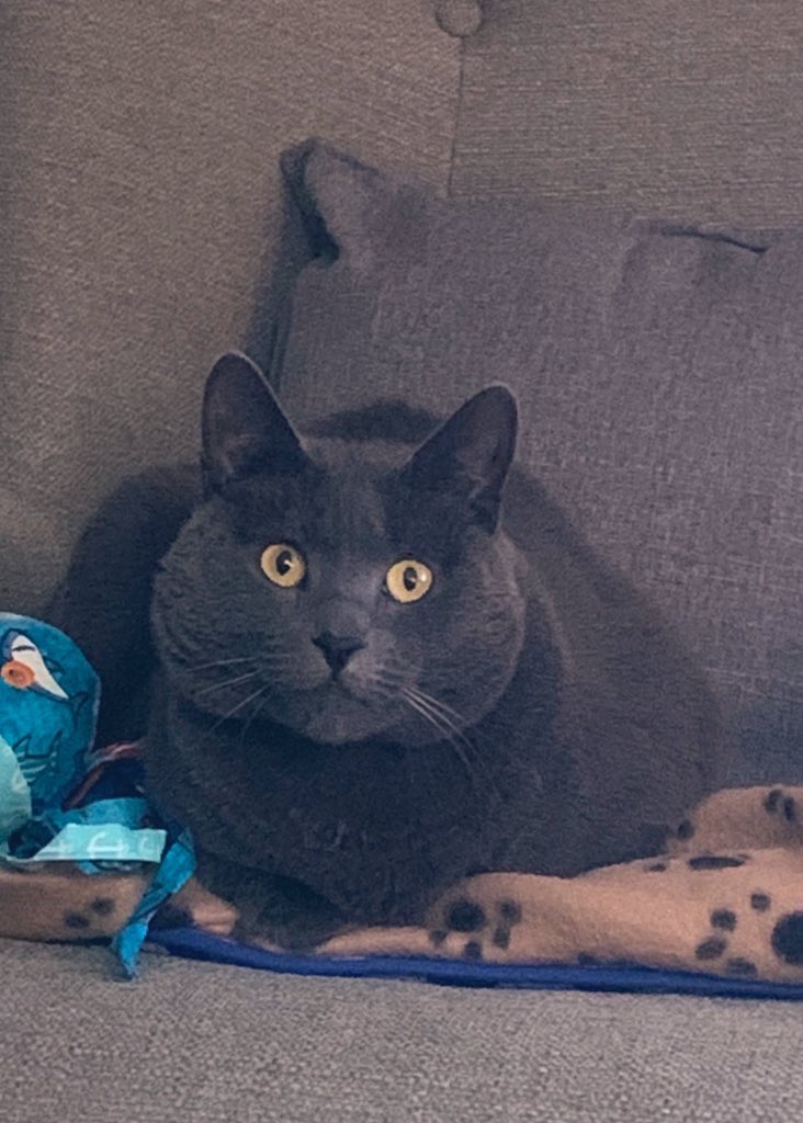 Aloo_Oz's tweet photo. 🍞 more loaf than a bakery ... 🍞 
#cats #catsoftwitter #loafin https://t.co/4c20Tq5lpv