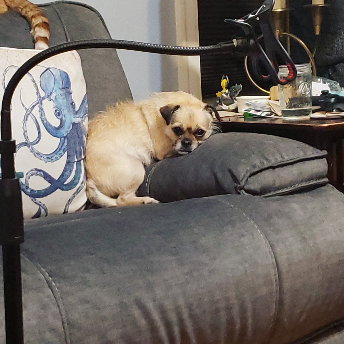 OatsThePotato's tweet photo. Why sit on the seat? #armrestlife #ififitsisits #sillydog #sleepypuppy #restingsadface #adorable #adoptdontshop #oatsthepotato #dogsofinstagram #puppiesofinstagram #sillypuppy https://t.co/4hv5348P0l