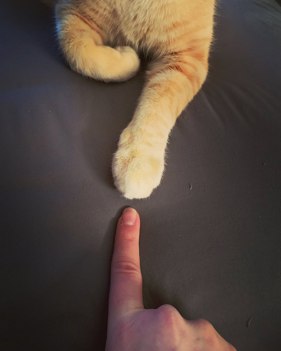 blueeyedcatgal's tweet photo. “Sometimes the smallest things take up the most room in your heart.” ❤️
#clydexavier #poohquotes https://t.co/yfbeGmMfYi