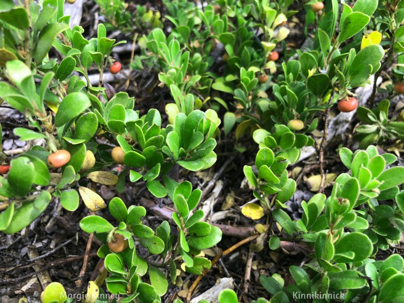 This afternoon I picked wild red (Colo) Huckleberries from around my house to make huckleberry tartlets this week - and also some Kinnikinnick leaves for tea. #wildedibles #nativevegetation :)