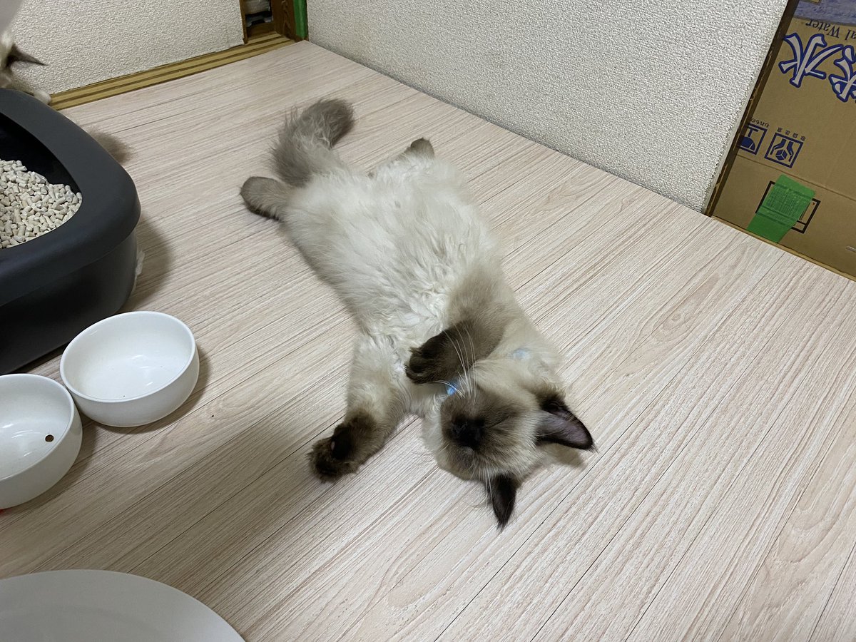 毛玉吐き 毛玉吐き