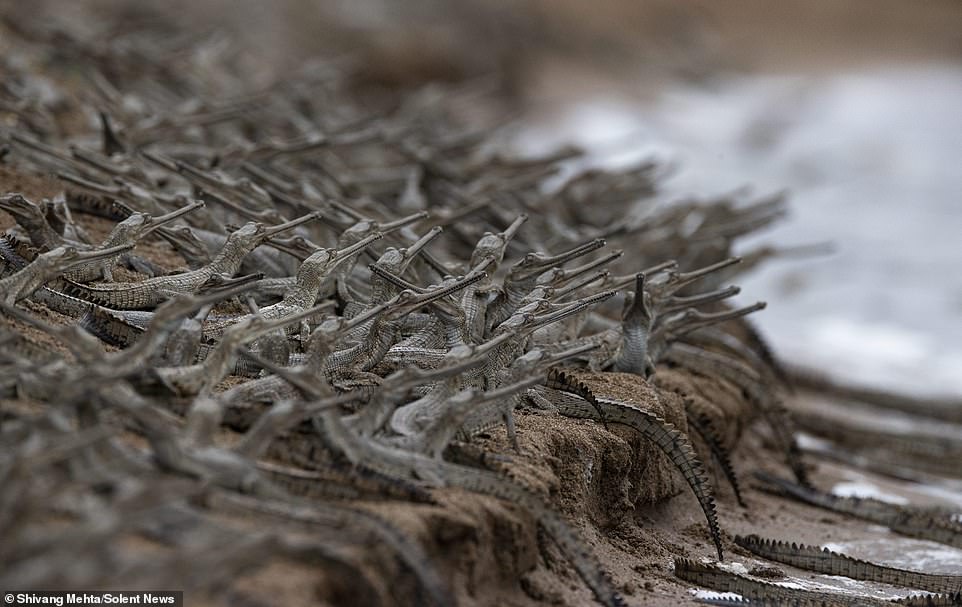 BABY GHARIAL ARMY

NOTHING CAN STOP THEM! LOOK AT THEIR POINTY NOSE SPEARS!