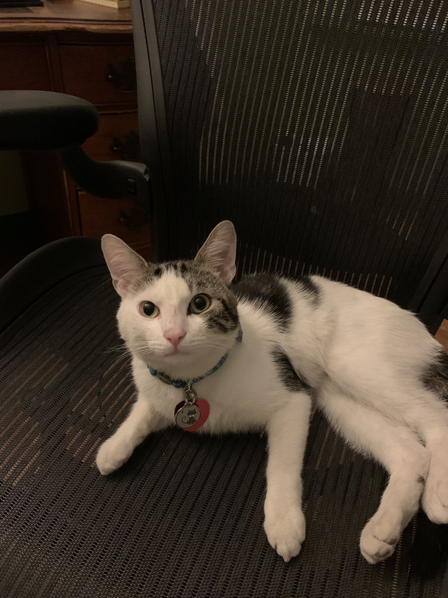 Winston has laid claim to my office chair this evening...