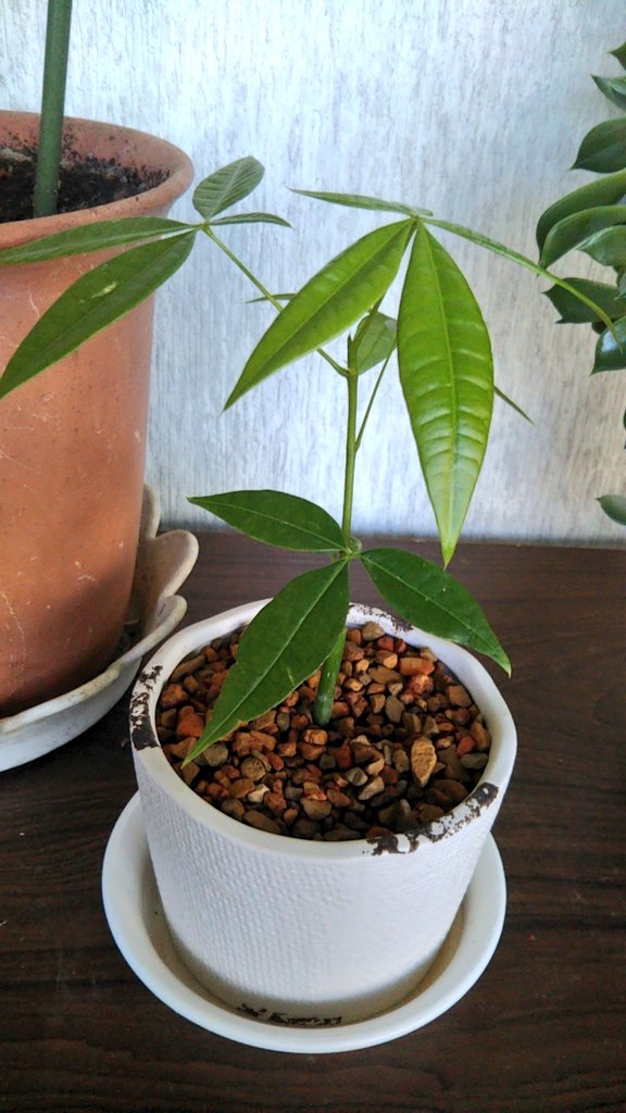 ちぢれ毛ちゃん ꇐ ꇐ ダイソーのパキラとコーヒーの木をセラミスに植え替えた これ肥料の濃度どうすんの 水耕栽培用の濃度 土植えの濃度 微粉ハイポネックスなんやけど