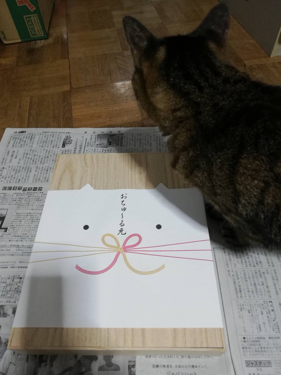 しじみ週間 猫ブログ Shijimiblog Twitter
