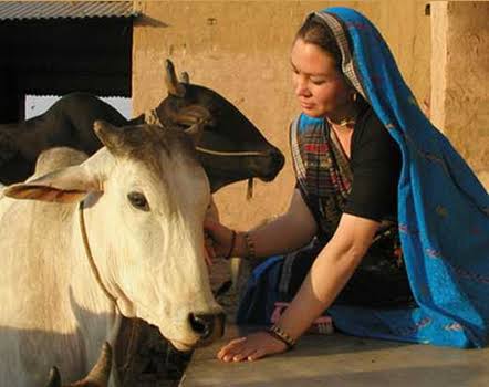 If there is milk available that comes from lifelong protected herds then take it even at a higher cost.Support a goshalla and use milk and offer it with devotion. Help cow protection projects and help establish an alternative.