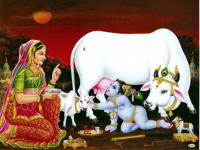 A point of consideration is that milk is a food sanctioned and designed by God, by Krishna, for humans and not just for the calf. The cow produces more milk than the calf needs and this is not accidental but by design.