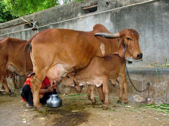 In our system of cow care we let the calf be with its mother for two weeks and drink whatever he or she likes and we will take the surplus. From the third week up to six months we graze or pen the calf separately and give him or her access to the mother twice a day.