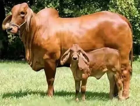 To get milk from a cow you need to impregnate the cow (there are numerous examples where some cows gave milk without impregnation but that is another story) and after a pregnancy of nine months a calf will be born and the cow will produce milk.