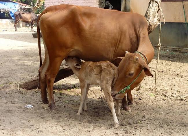Out of affection for her calf the cow will give as much milk as possible. The first milk is full of colostrum and this will give the best start to the calf. After about five days the milk looks normal and this is then suitable for us to drink. The milk is for the calf and for us.