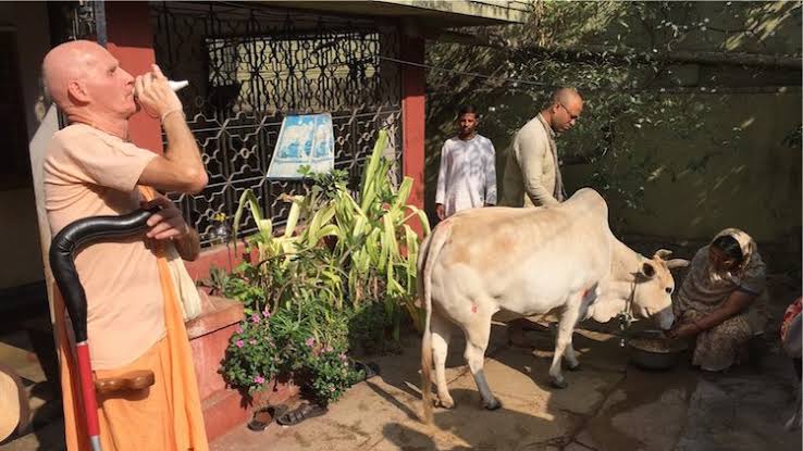 At various places around the world there are those who are working to provide the most ethically produced milk in an atmosphere of care and lifelong protection for the cows, calves and bulls. This comes from an understanding of the message of Lord Krishna.
