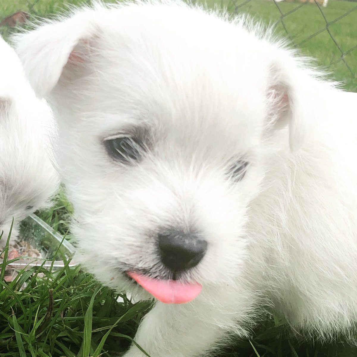 Tiny Tongue out Tuesday #pupper #doggos #dogsoftwitter #myboy #jock #stickitout #pink #🐾 #westiesarebesties #westie #Puppies #whitedogs #lovedogs #puppylove #puppy #polarbear #tongue