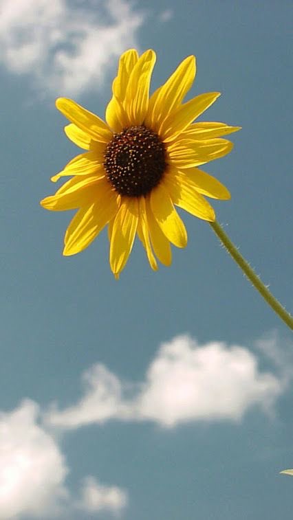 Sunflower, Vol. 6You’re a carefree, fun-loving person who doesn’t like to stay down for too long. When something negative happens, you make the most of the situation and get right back up. You radiate sunshine and happiness.
