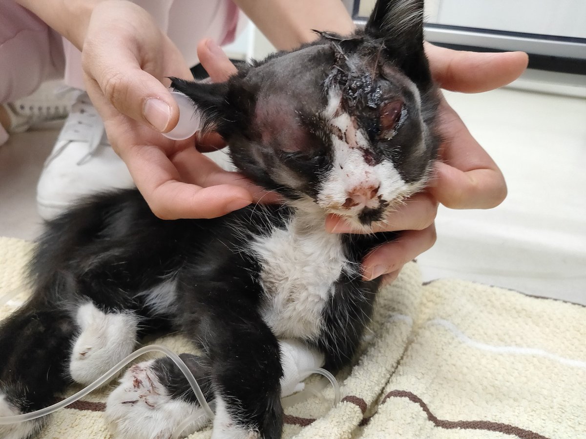 オカモト 子猫を保護しました 場所 は足立区南花畑と埼玉県八潮市を結ぶ 浮花橋 のたもとです 病院に運び入院中です 頭部陥没の重体です 心あたりある方はご連絡ください 猫 捨て猫 オカモト 子猫を保護しました 場所 は足立区南花畑と埼玉県八潮市を結ぶ 浮花橋 のたもとです 病院に運び入院中です 頭部陥没の重体です 心あたりある方はご連絡ください 猫 捨て猫