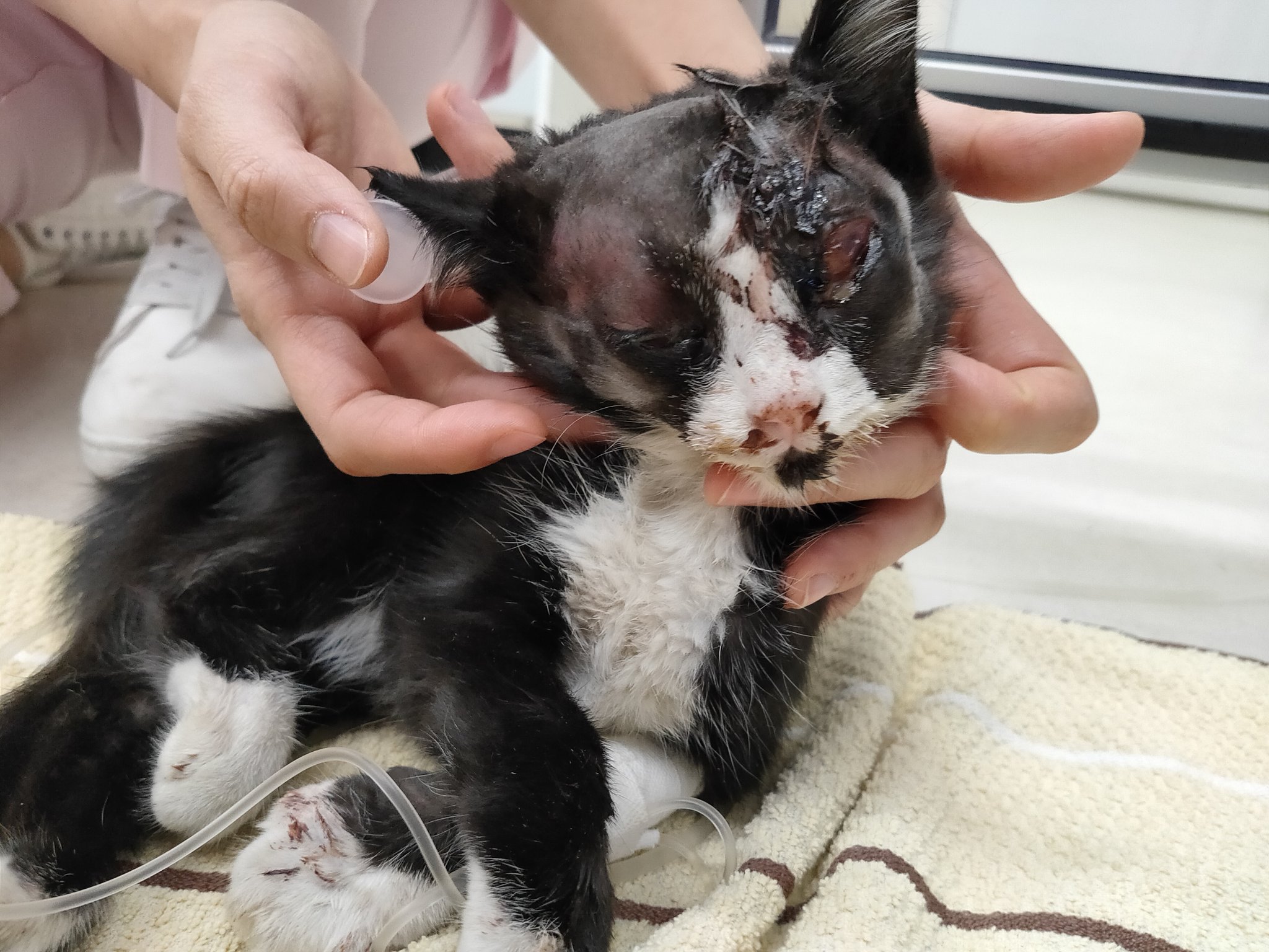 تويتر 岡本正史 保護猫ウッキーと仲間たち على تويتر 子猫を保護しました 場所 は足立区南花畑と埼玉県八潮市を結ぶ 浮花橋 のたもとです 病院に運び入院中です 頭部陥没の重体です 心あたりある方はご連絡ください 猫 捨て猫 T Co Tpyrjl8fdf