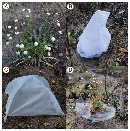BiodivFoco's tweet photo. Formigas são polinizadoras?
Imagina testar isso com um experimento utilizando indivíduos de uma espécie de planta separados em 4 tratamentos: (A) indivíduos controle, (B) isolando todo acesso de insetos, (C) deixando apenas formigas e (D) impedindo formigas. https://t.co/L1kLPF8fyN