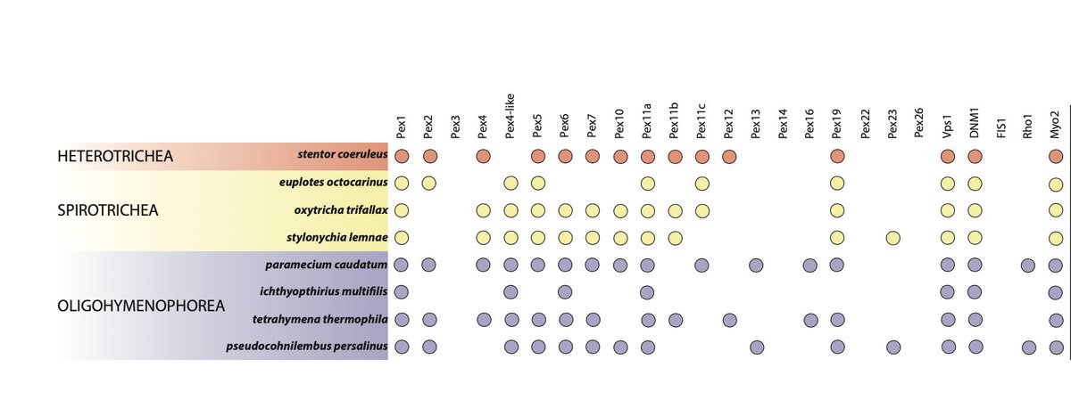 We double-checked for presence of peroxisomes in the ciliate genomes from our dataset and found that all of the proteins essential for peroxisomal function were present.