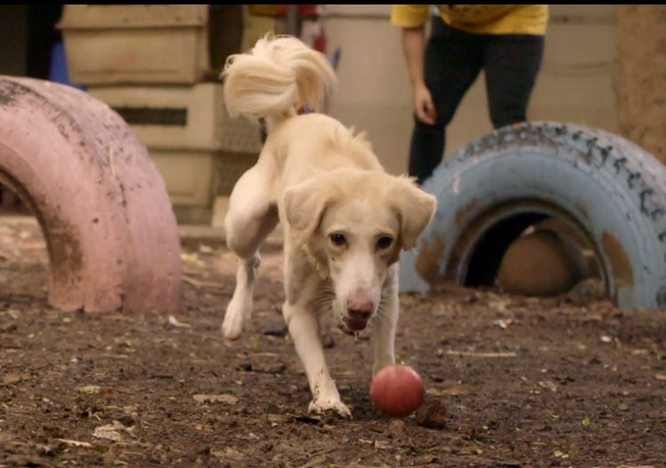 Welfare of Stray Dogs pushes for adoption of an 'indie'
campaignindia.in/video/welfare-… <a href="/WSDIndia/">WelfareofStrayDogs</a>